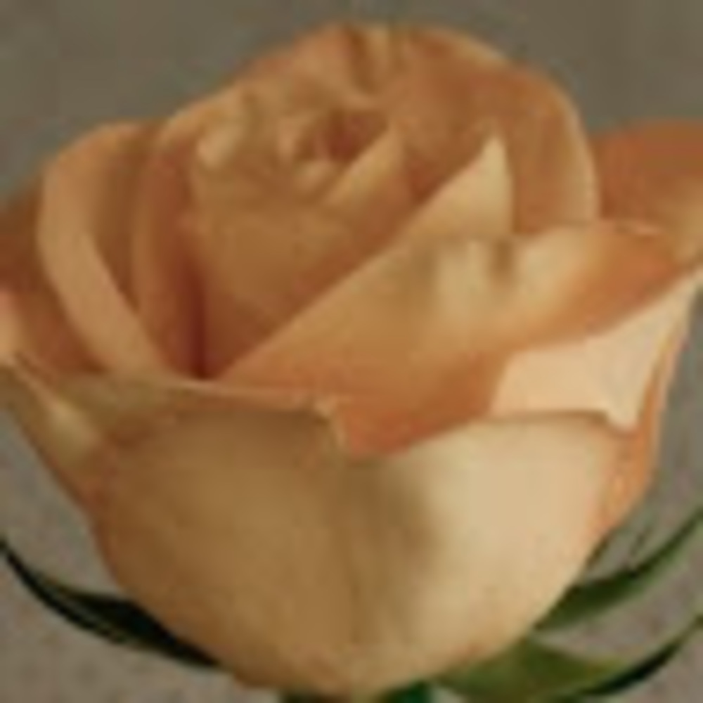 Meet your Posher, Rose